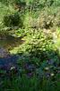 Upper Pond Lilies